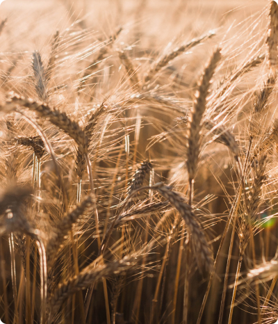 Результаты опыта оказываемого влияния от удобрений производства «Уралхим»  на урожайность озимой пшеницы в Республике Татарстан